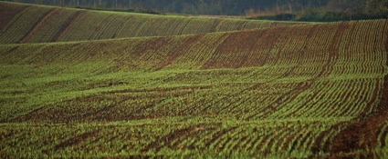 Öko-Landwirtschaft