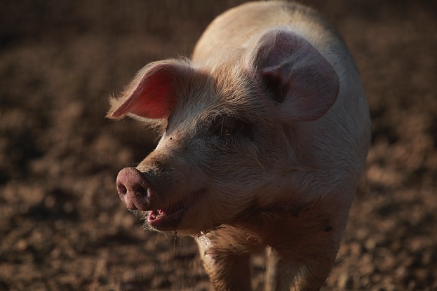 Schwein muß man haben das rosa Schwein von Schaffer Rosemarie 