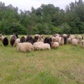 (2) Gefährdete Nutztierrassen: das Zackelschaf