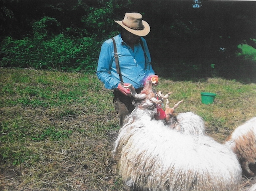 Zackelschaf Reinhard Heiss Porträt