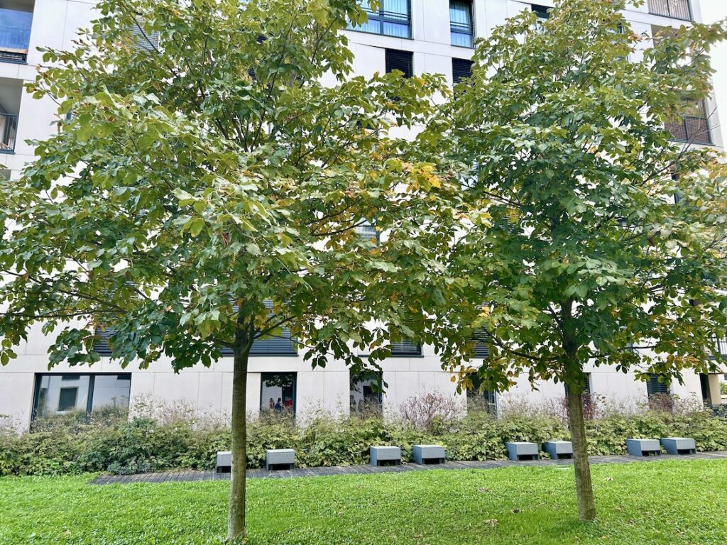Baumführung Stadtbäume