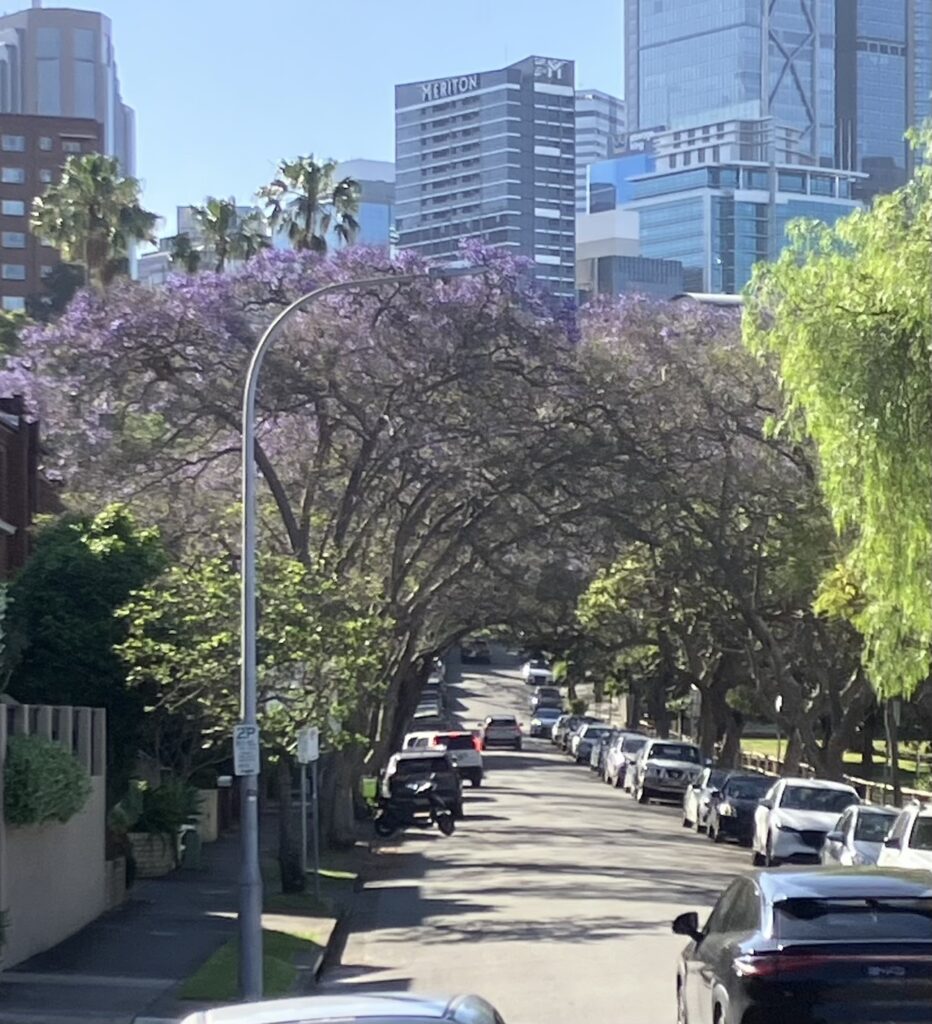 Jacaranda, Sydney