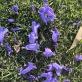 Zwischen Himmel und Blüte – Jacaranda-Zeit in Sydney