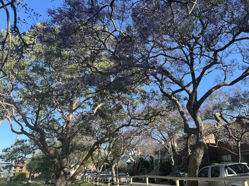 Jacaranda Sydney Kiribilli