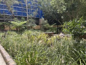 erste indigene Rooftop Farm in South Eveleigh
