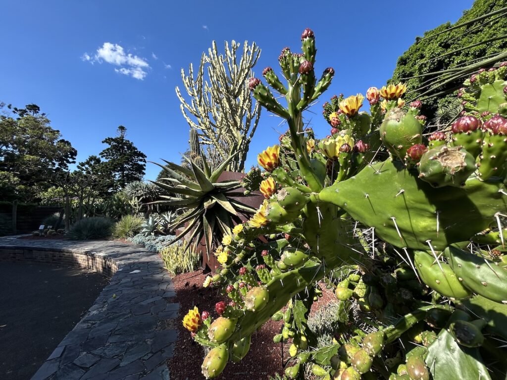 Der botanische Garten in Sydney mit seinen Kakteen