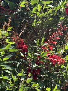 der botanische Garten in Sydney bietet eine Fülle an exotischen Pflanzen